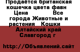 Продаётся британская кошечка цвета фавн › Цена ­ 10 000 - Все города Животные и растения » Кошки   . Алтайский край,Славгород г.